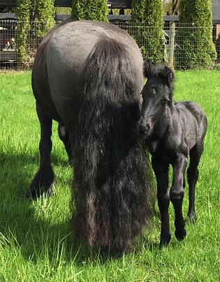 fellfoal